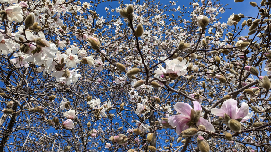 Blooming magnolias